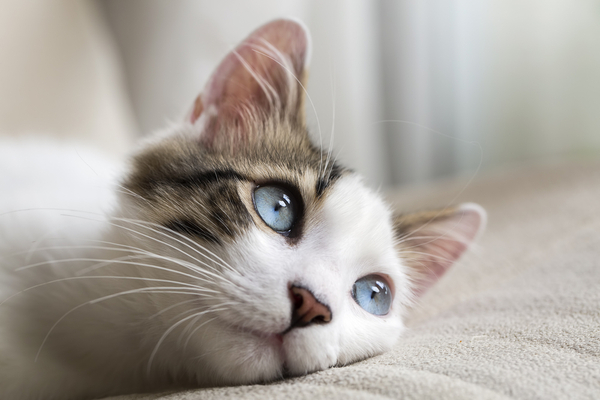 スピリチュアル　猫との縁　猫の目